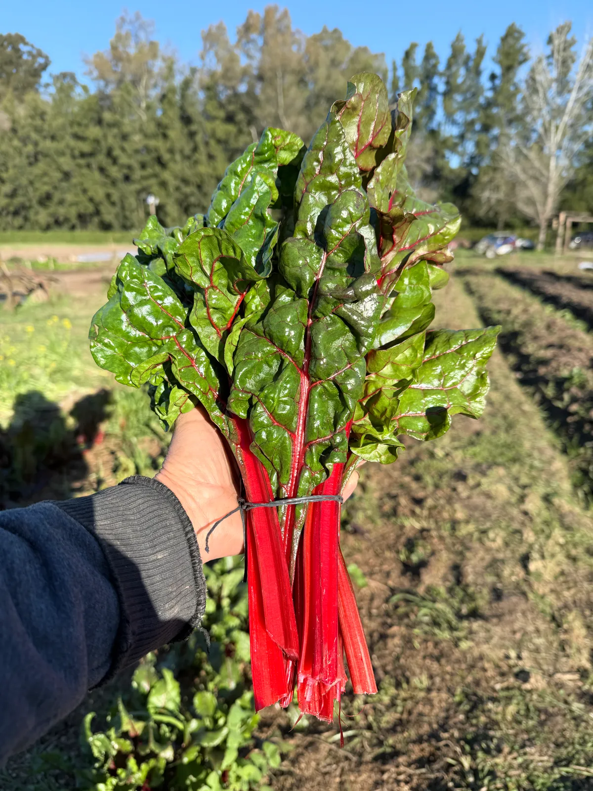 Acelga rubi